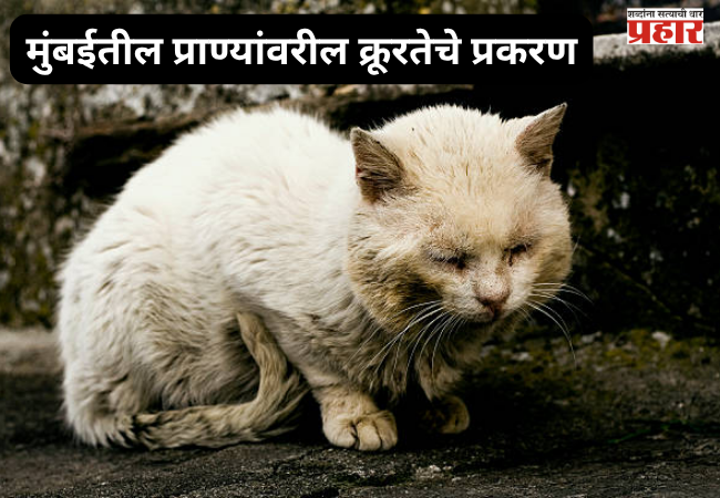 Mumbai animal cruelty case