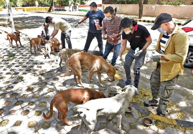 Mira Bhayandar News: भटक्या श्वानांना खाद्य दिल्यास दंड; महापालिकेच्या निर्णयावर पशुसंवर्धन विभागाने मागवला रिपोर्ट