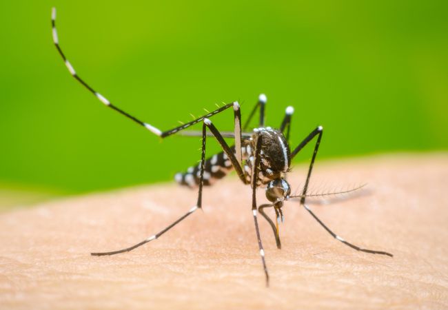 Dengue Cases Mumbai : डेंग्यू, मलेरियाच्या आजारांत वाढ, महापालिकेच्यावतीने धुम्रफवारणीकरता टॅमिफॉस आणि ऍल्युमिनियम फॉस्फाईड