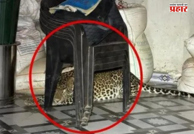 Nashik : …अन् बिबट्या थेट घरात शिरला, कुटुंबियांच्या प्रसंगावधानाने मोठा अनर्थ टळला