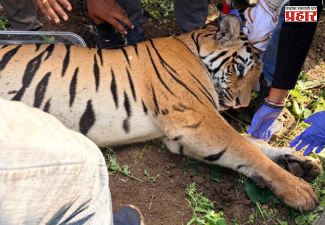 Pinky Tigress : ‘पिंकी’ची दहशत संपली! ४ बळी घेणारी नरभक्षक वाघीण अखेर जेरबंद