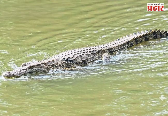 Sangli News : कृष्णेच्या डोहात ८ फूट लांबीच्या मगरीचा वावर; औदुंबर घाटावर भाविकांची गर्दी
