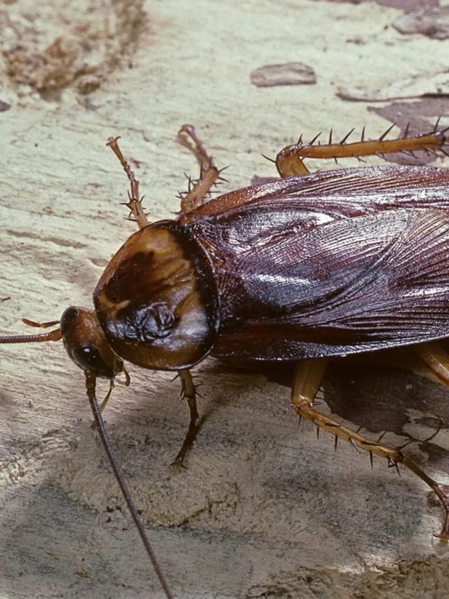 किचनमध्ये छोटे झुरळ दिसतायत? या सोप्या उपायांनी मिळवा कायमची सुटका