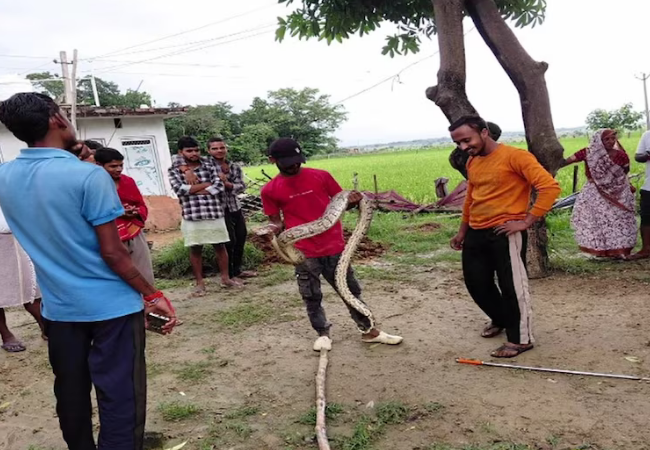 १२ फूट लांबीच्या अजगराने गावात उडवली खळबळ ! २० किलोच्या नीलगायच्या पाडसाला गिळले अन्…
