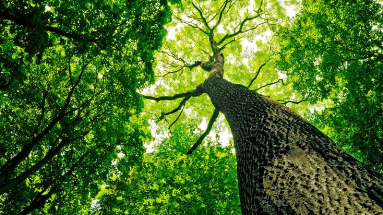 Tree Cutting : सिध्दार्थ नगरमधील इमारत पुनर्विकासात ३७ झाडे बाधित