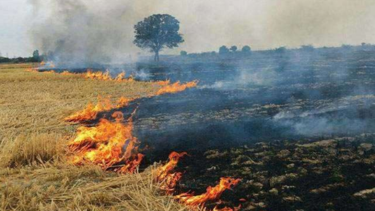 Delhi-NCR Air Pollution  : दिल्ली-NCR मधील प्रदूषण रोखण्यासाठी CAQM अ‍ॅक्शन मोडमध्ये ! पंजाब-हरियाणाला पराली जाळण्यावर नियंत्रण ठेवण्याचे निर्देश