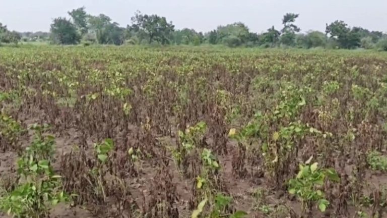 maharashtras 18 more talukas added to the list of drought affected talukas approval granted for crop loss survey