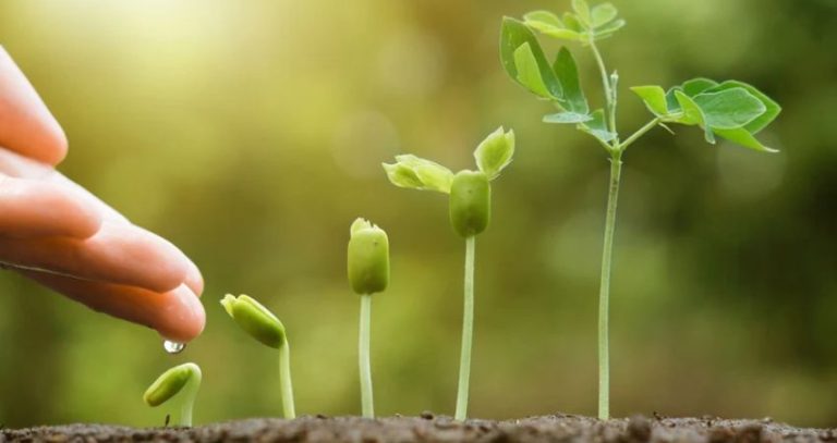 Tree Plantation Badlapur : सरकारी प्रकल्पांमधील बाधित झाडांच्या बदल्यात पर्यायी वृक्ष लागवड बदलापुरला…खासगी इमारतींची मुंबईत