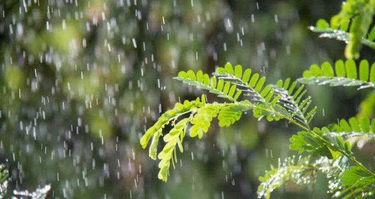 Weather Update : महाराष्ट्रात पुन्हा हवामान बदलणार;’या’ जिल्ह्यांत पावसाची शक्यता