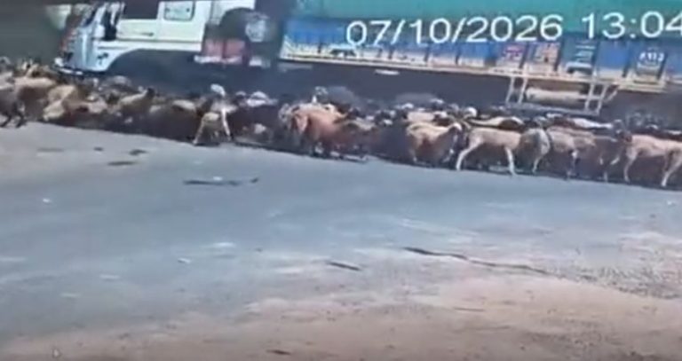 Sheep and goat accident news