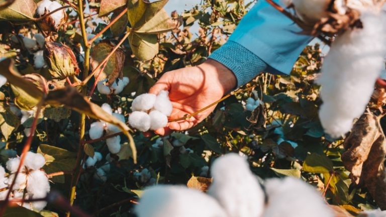 Cotton Rate : कापसाच्या दरात तेजीचे संकेत ! भाव 10 हजारांचा टप्पा ओलांडणार? शेतकऱ्यांच्या आशा वाढल्या