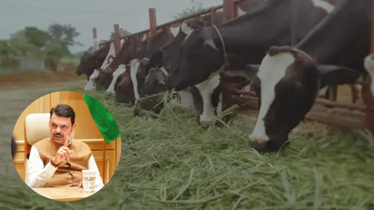 maharashtra state government has imposed a ban on the transport of fodder to other states