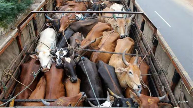 two cows being transported for slaughter rescued police take swift action register case against two individuals